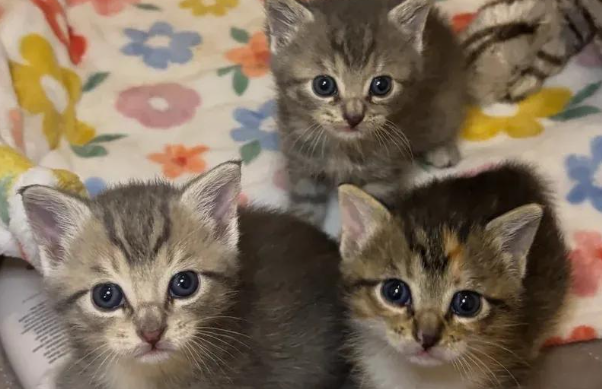 流浪猫妈极度警惕，它的孩子被救后，性格却反差大到不敢认