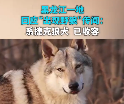 黑龙江一地出现野狼？当地回应：系捷克狼犬，已收容，未造成群众受伤