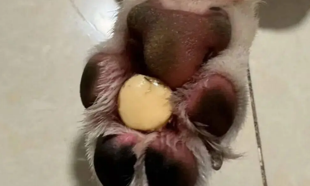 散步回来边牧一直舔爪子，主人抬起它的脚一看……丫真有心眼儿！