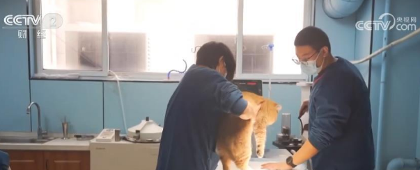 宠物消费市场规模超三千亿元 保障需求催生行业新增长点