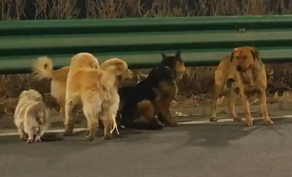 长春7只被偷小狗结伴逃亡17公里回家，志愿者讲述救援经过