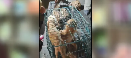 晋江一宠物店停业，14只小狗被困，奄奄一息…
