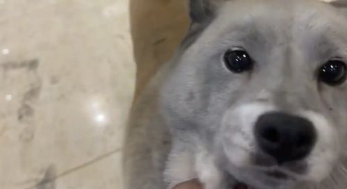 厨房着火，柴犬被熏黑。网友：灰太狼在哪买的