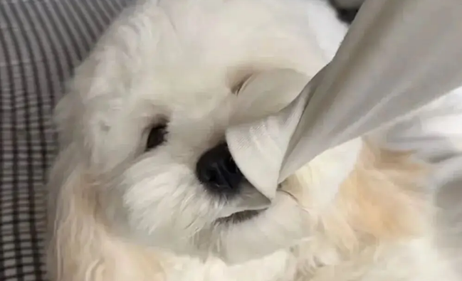 当主人想独处一会儿，但家里的狗不同意