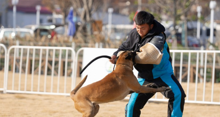 宠物“运动会”在崇明热闹上演！