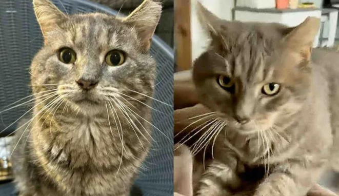 街头浪子野性消，铁汉柔情的流浪猫，终于遇到了温暖的家！