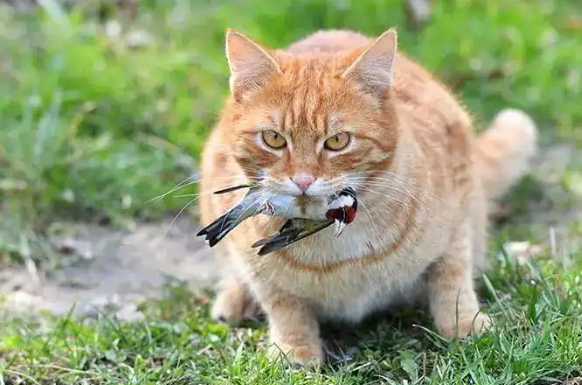 吃了1只鸟，8只猫崽相继死亡！捕猎本能让猫成为病毒“搬运工