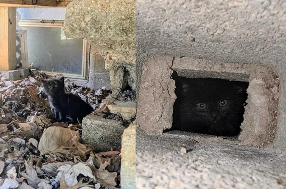 屋檐三宝遇橘猫奶爸，温暖父爱驯化暴躁小猫