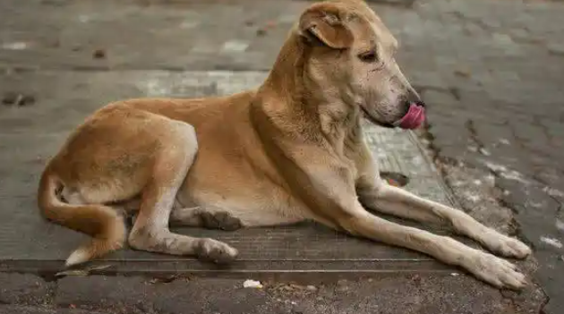 印度流浪狗叼着婴儿头颅闲逛，当地流浪狗泛滥成灾