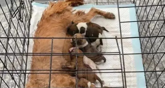 主人将新生狗崽扔河里，狗妈跳河救子摔断腿，有心救助却无力承担