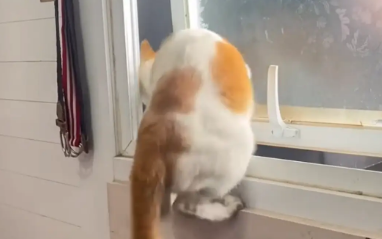 猫咪学会了开窗户，会拉窗户把手。开窗户那个动作，像人一样 