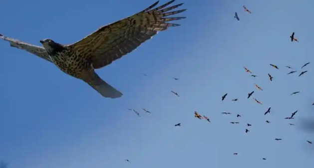 肥东四顶山现壮观“鹰柱”景观，猛禽迁徙引发关注