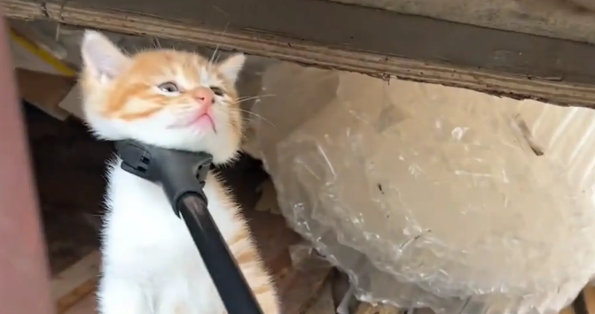 猫妈妈不在家，女子用叉子把小猫叉出窝。网友：你像来偷孩子的