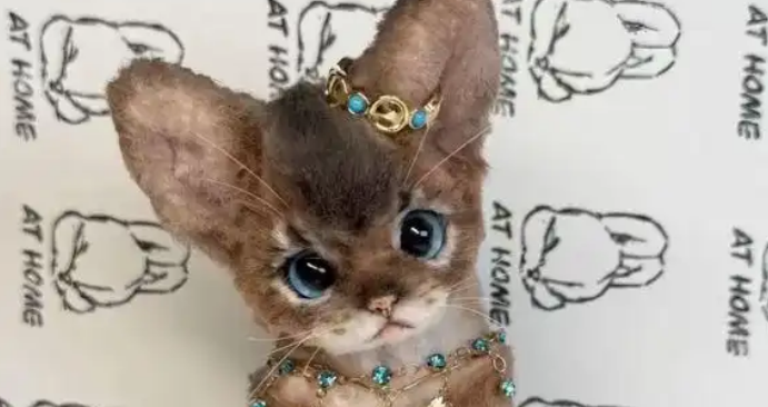 我被一只阿比猫颜值迷晕，结果发现是扭扭棒做的，手艺好到逆天！