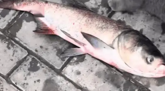 小姐姐钓了一条大鱼给小奶猫吃，小猫有点懵逼又幸福