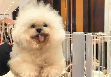 宿州打造长三角宠物经济发展新高地