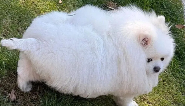 网友说她家博美是辆小狗车，还是会悬浮的那种！