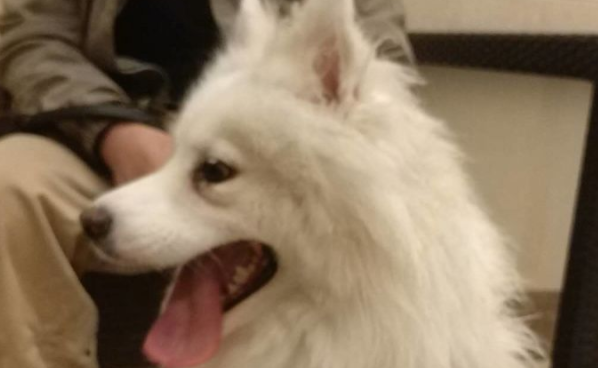 宠主给萨摩耶买了样东西，却反被狗子嘲笑