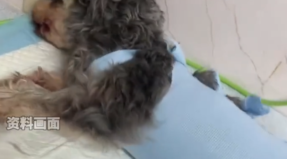 宠物医院发视频为狗做消声术引争议！网友：太残忍！