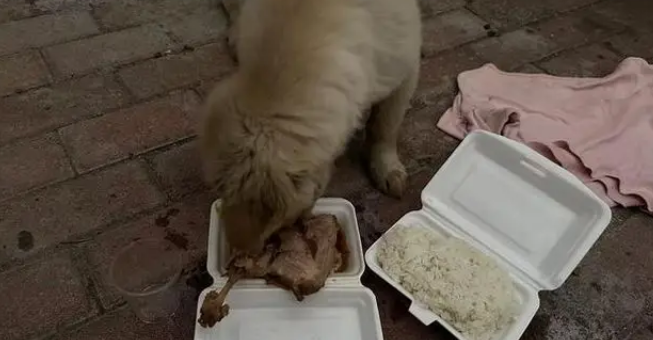 捡回的流浪狗僵坐3小时不敢睡，暖心守护3天，直接翻着肚皮酣睡