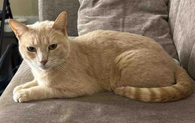 被遗弃小猫每晚哭泣，好心人敞开门迎接