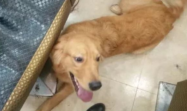 宠主让金毛陪着理发，狗子却勾搭上理发师 