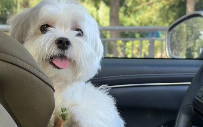 狗开车上路？别拿安全开玩笑！