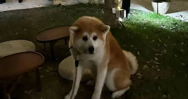 当主人在人多的地方给秋田犬拍照，这不就是社恐的我吗