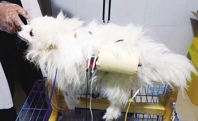 上海宠主月均消费500-1000元！健康医疗是最大“痛点”，亟待价格透明