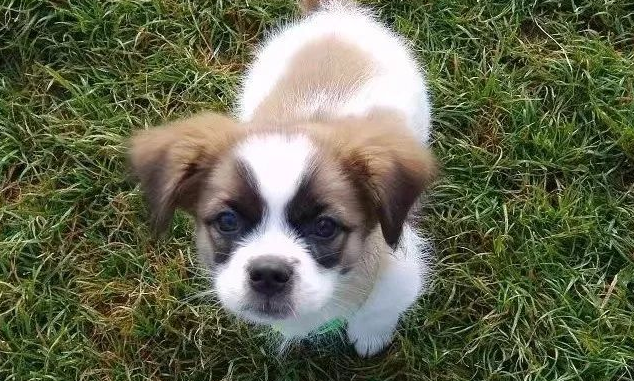 宠主带着狗狗露营，却被驱赶没地方住