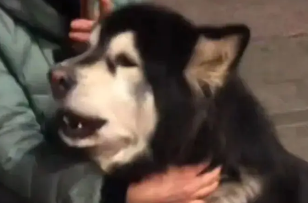 狗子走丢后在路边嚎啕大哭，热心网友报警让主人寻回后…