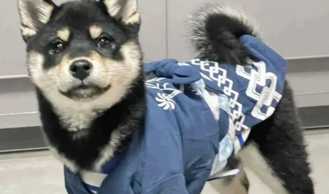 给柴犬买了件和服穿，主人笑了，还是老家的衣服合身