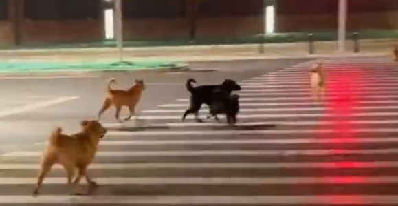 北京海淀一地现大批流浪狗追咬骑行者