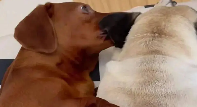 网友晒家里的腊肠犬，看懵了，第一眼还以为是烧猪！