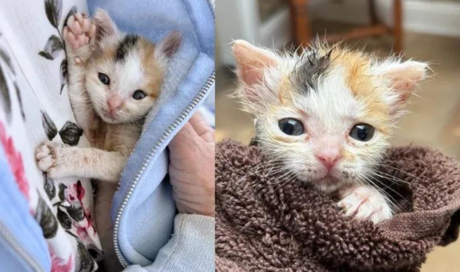 被生母抛弃的小猫，夹缝求生逆袭成团霸