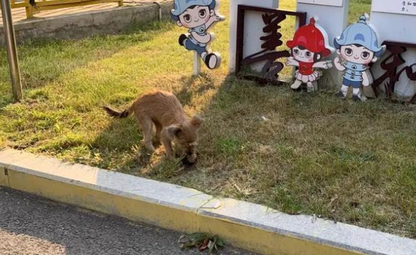 女子帮投流浪狗找到新家，相距50多公里，狗狗居然回来找她