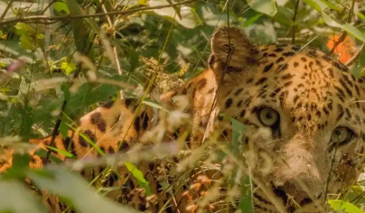 机场附近出现“豹子”，大批人员带着装备搜查，结果却是只丛林猫