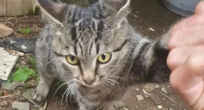 博主捡到流浪猫，假装寻主三天，最后“勉为其难”收养