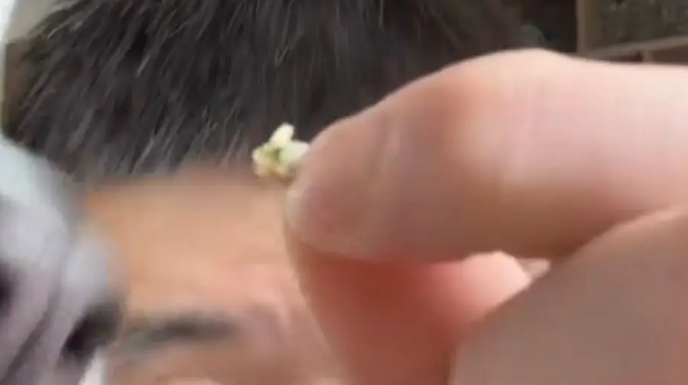 主人开直播卖狗零食，狗子看到展示的肉干露头就秒