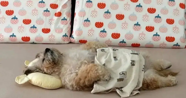 狗狗睡觉时往往很警觉，但网友家的狗……哈哈哈哈！