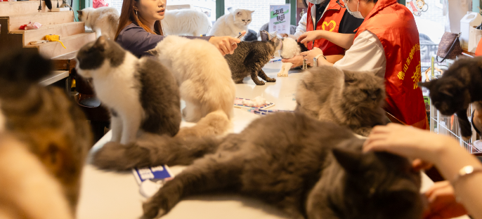 爱心续航 守护不止 “关爱流浪猫，共筑健康城”2025年度公益活动