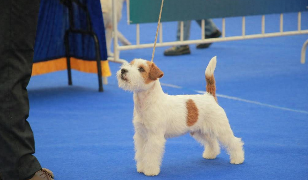 2026年CKU全犬种冠军展南京站收官 6月龄金毛“首秀”夺魁 原生犬种表现亮眼