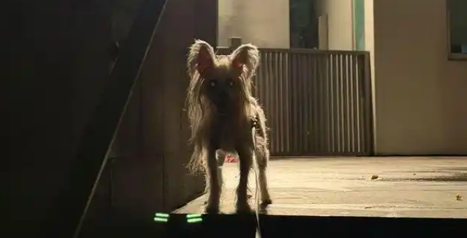 物业寻狗画风诡异，业主嘲笑“像鬼一样”，看到本尊后沉默了