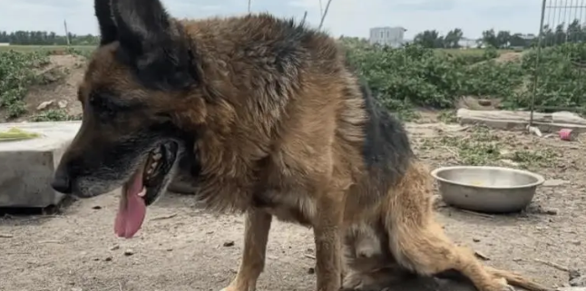 老狗看家护院一辈子，却被主人打断双腿送到了狗肉车上