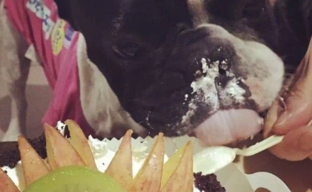 狗狗生日收礼物，被宠主拿出的东西吓懵