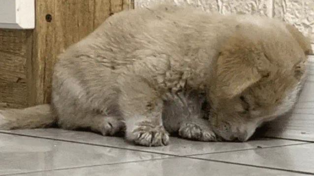 捡回的流浪狗僵坐3小时不敢睡，暖心守护3天，直接翻着肚皮酣睡