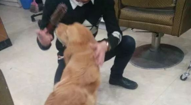 宠主让金毛陪着理发，狗子却勾搭上理发师 