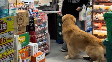 女子没给狗子买火腿肠，狗子赖在地上买了才肯走