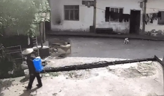 狗狗在自家院子，却被路过的村民喷了一脸农药