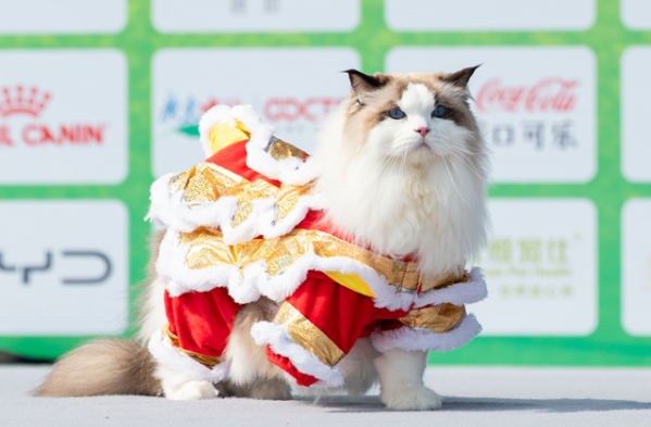 科学养宠，温情相伴：第十九届华南（广州）宠物嘉年华在华农举行